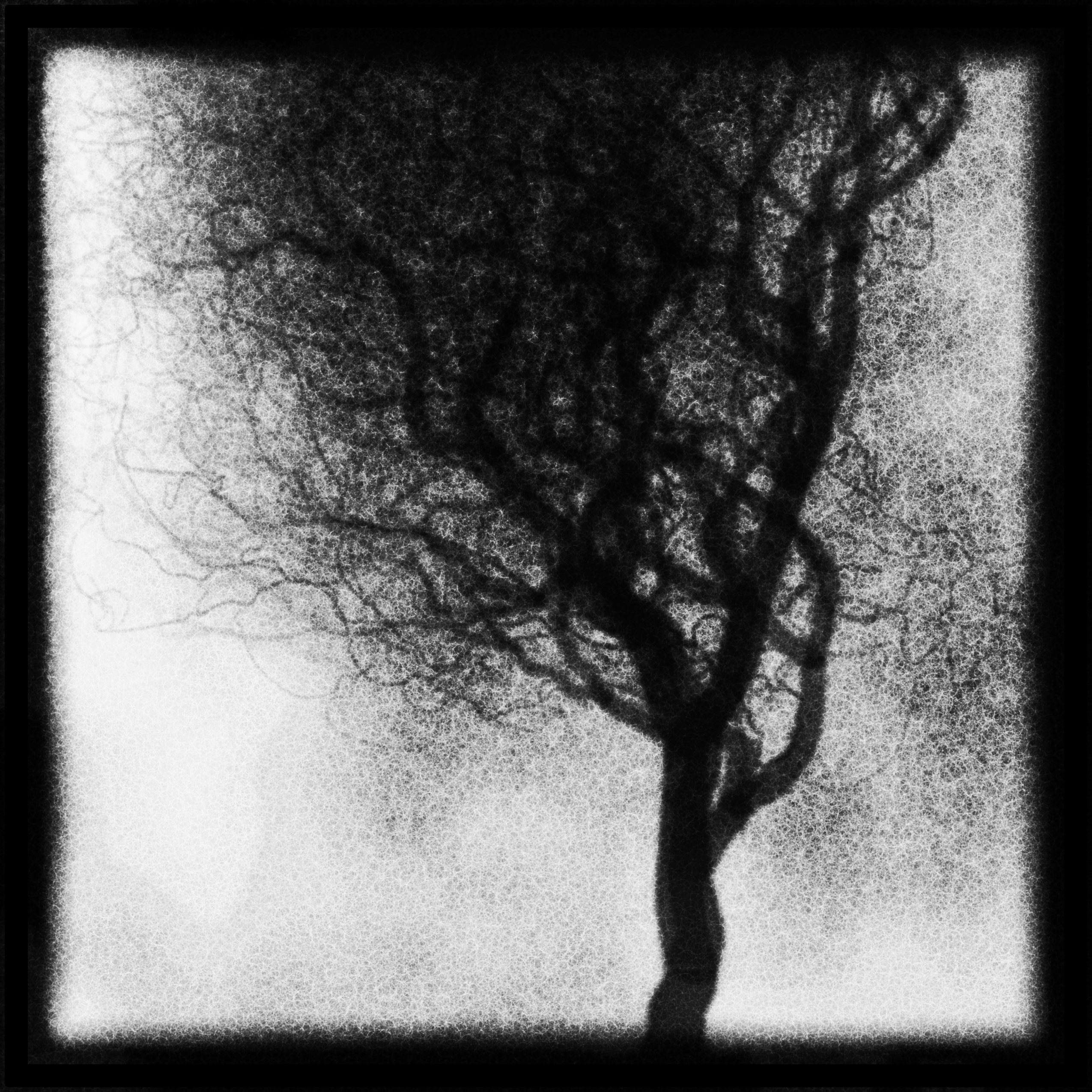 Generative image of a windswept bare tree in charcoal grain, its fine branches sprawling and leaning to one side on a foggy ground - a tree coded into being, its form drawn out by the eye.